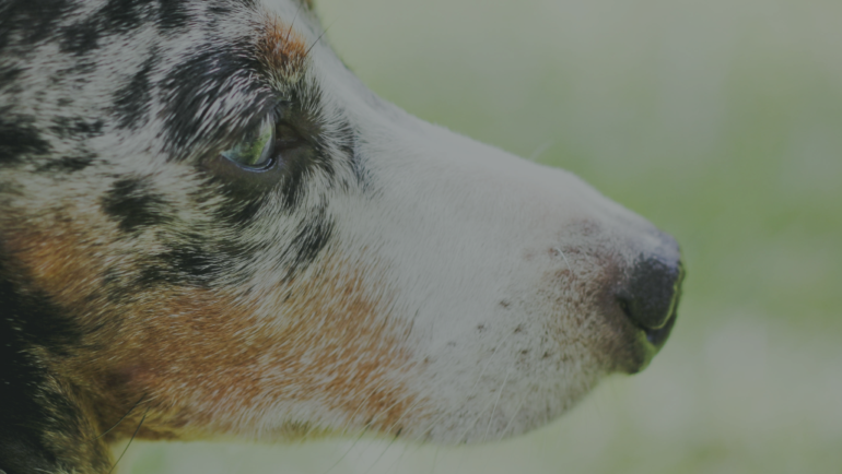 “Ginger’s” Story – and The Questionable Need for Annual Core Vaccinations