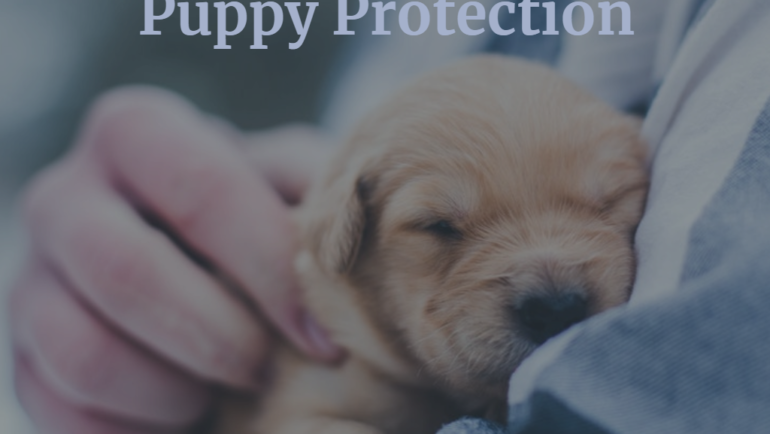 How to Confirm Puppy Protection