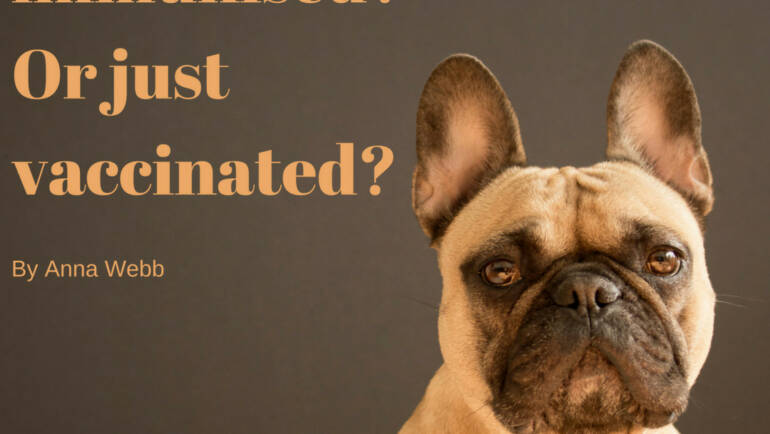 Is your dog immunised? Or just vaccinated?