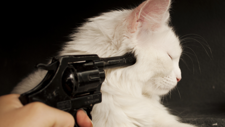 How to Avoid FIP in Your Cat