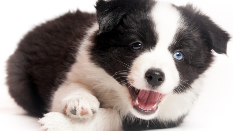 Titer Testing in Puppies