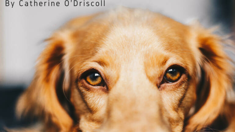 Ending our dogs over-vaccination