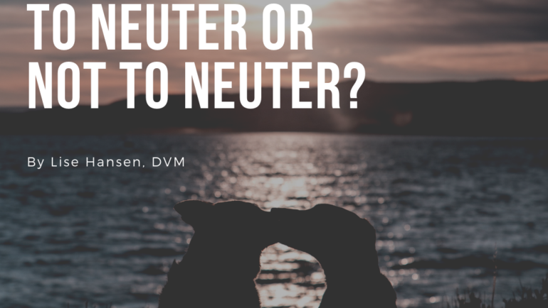 Four choices you make for your dog – Choice number two: To neuter or not to neuter?