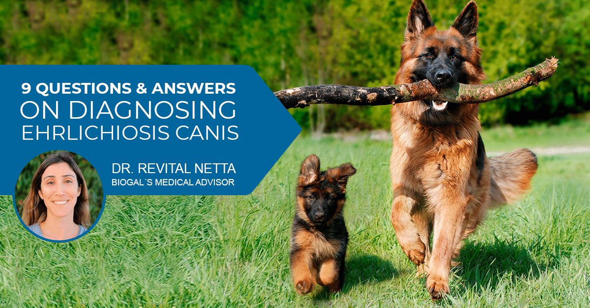 Ehrlichiosis Canis by Dr Revital Netta