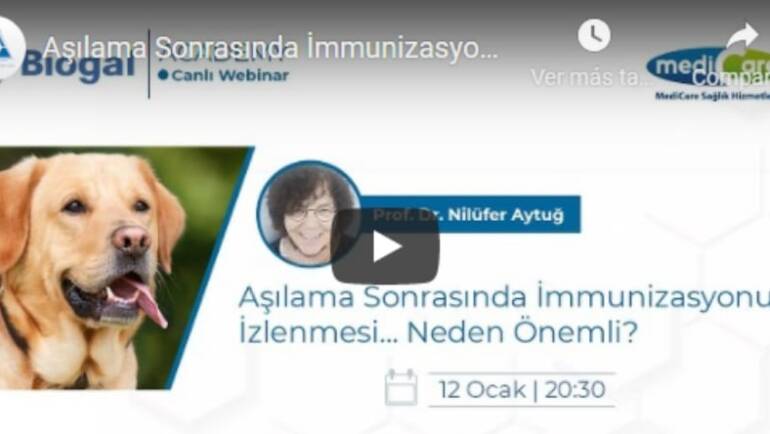 Ehrlichia Canis in-Clinic Diagnosis