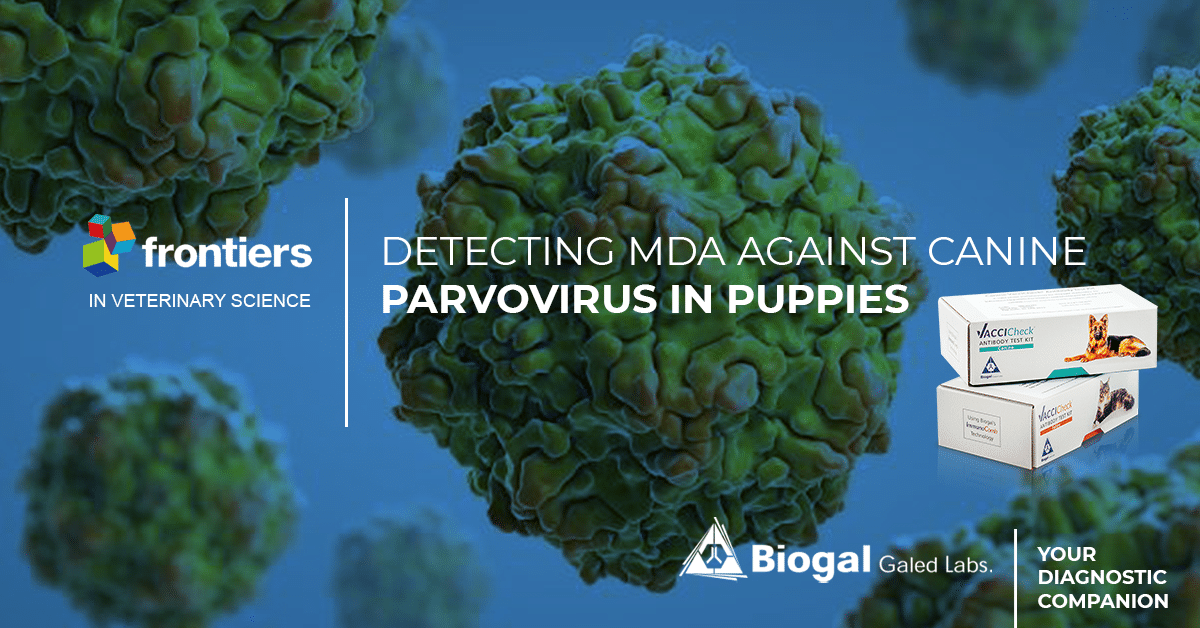 detecting MDA againts canine parvovirus