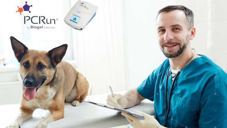 PCRun a Novel Point-of-Care PCR for the Ehrlichia canis