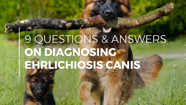 9 Questions & answers on diagnosing ehrlichiosis canis