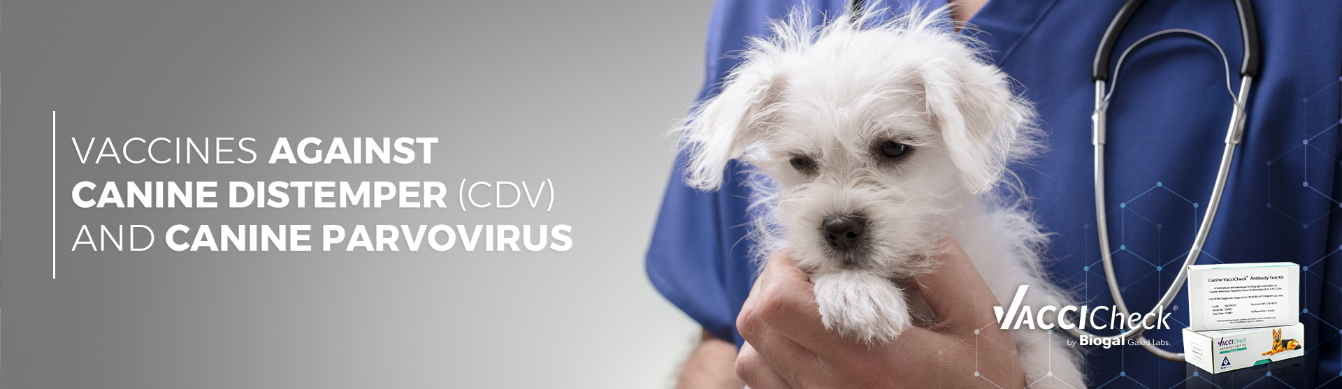 canine distemper