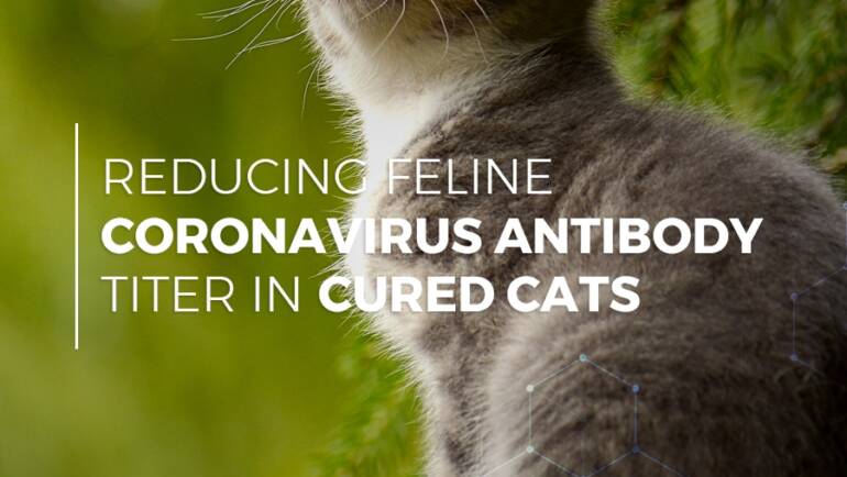 Reducing feline coronavirus antibody titer in cured cats