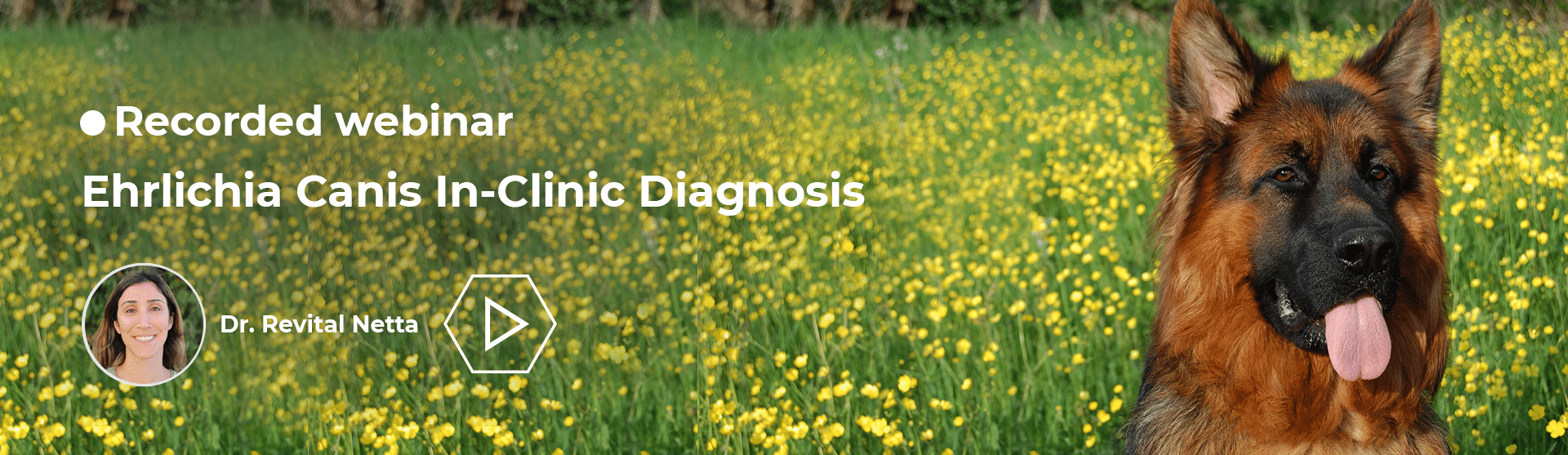 Ehrlichia Canis In-Clinic Diagnosis