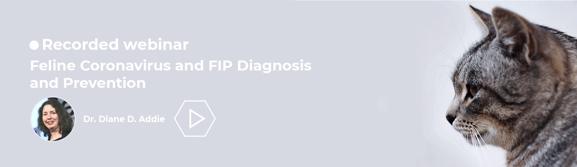 Feline Coronavirus and FIP Diagnosis and Prevention