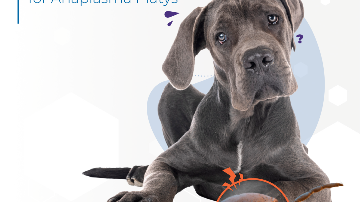 Biogal Tips | Anaplasma platys
