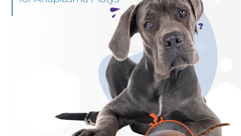 Biogal Tips | Anaplasma platys