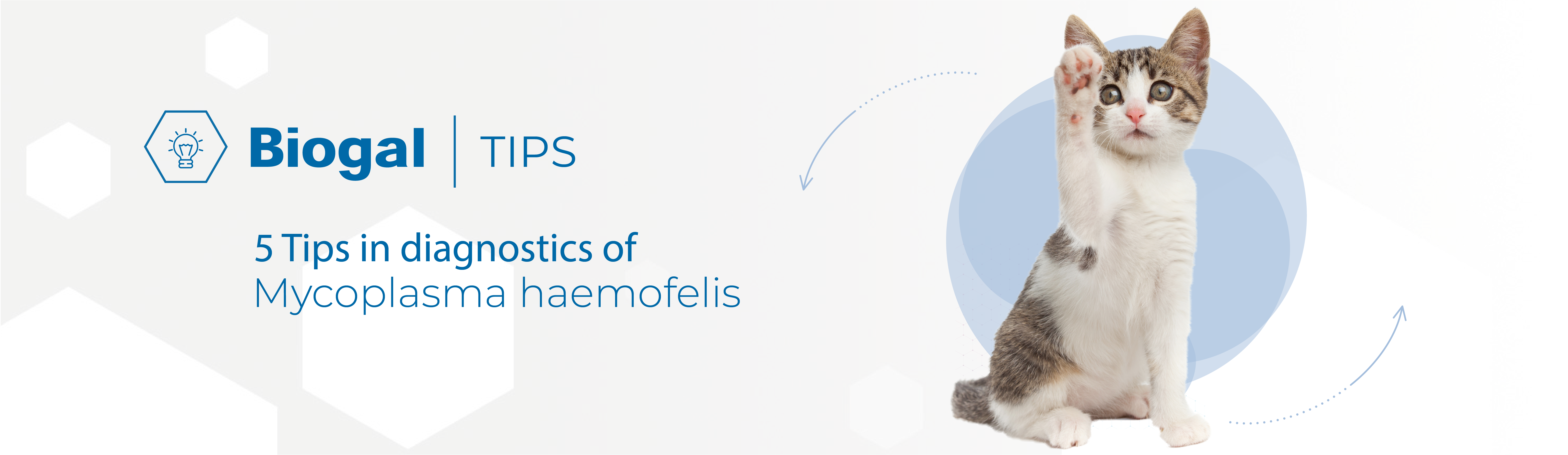 biogal academy mycoplasma