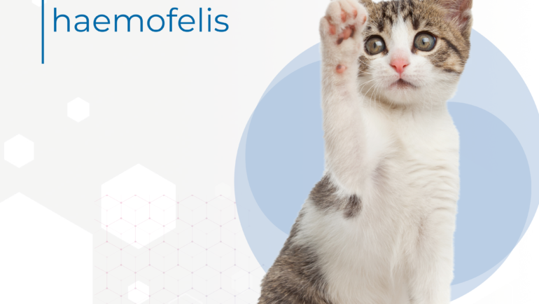 5 Tips in diagnostic of Mycoplasma Haemofelis