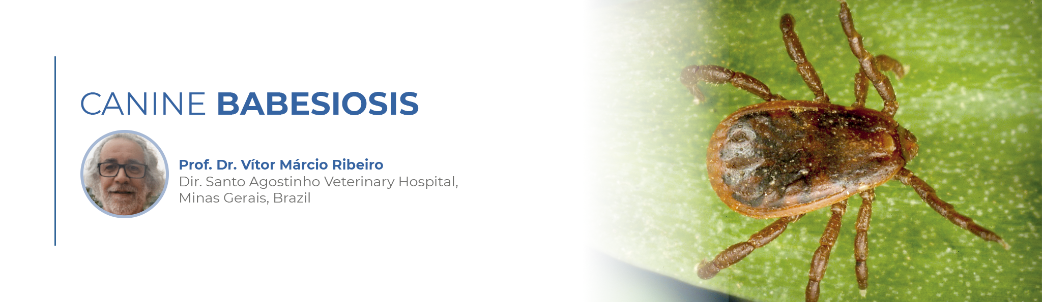 Canine Bbesiosis