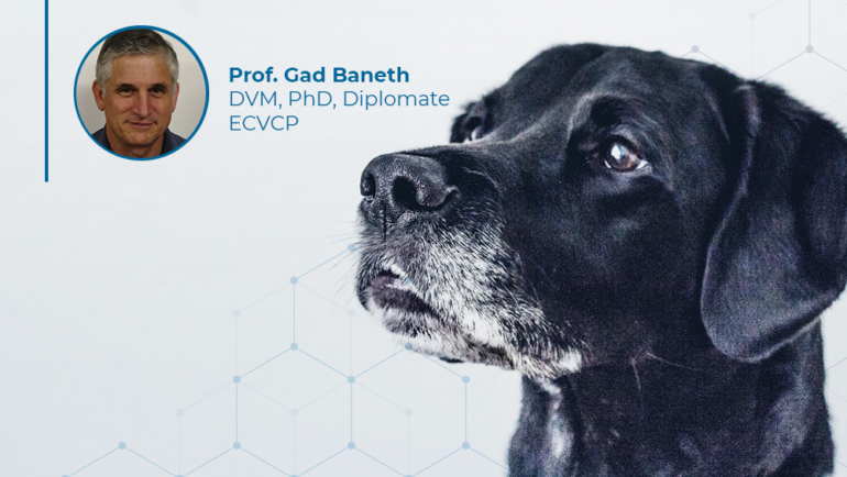 Canine Leishmaniasis – a practical approach for diagnosis and treatment