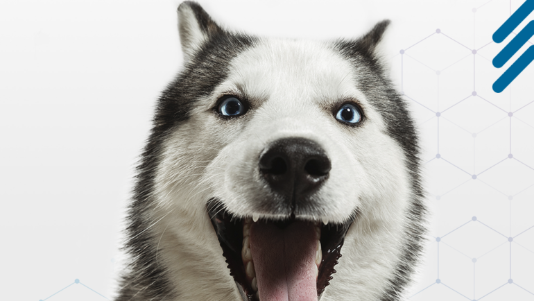 Canine Parvovirus