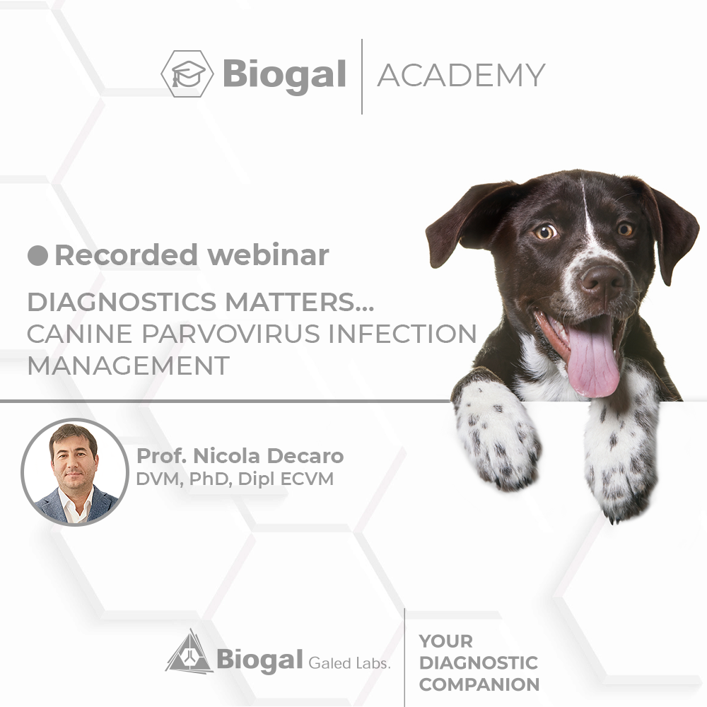 Recorded webinar Prof Nicola Decaro Parvovirus Infection