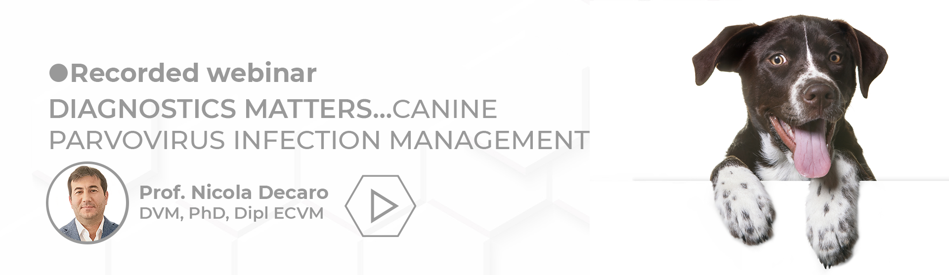Recorded webinar Prof Nicola Decaro canine parvovirus infection