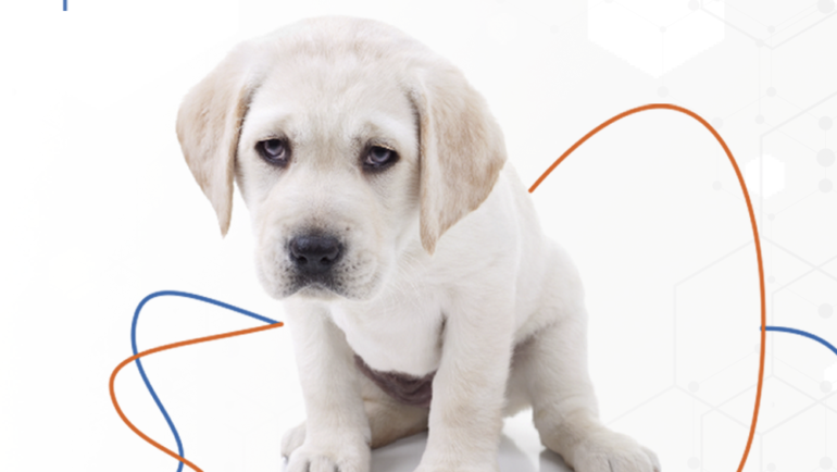 Canine Distemper Tips