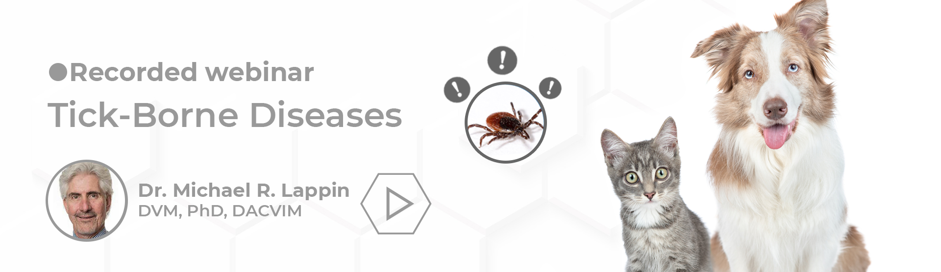 tick-borne diseases in dogs Dr Lappin