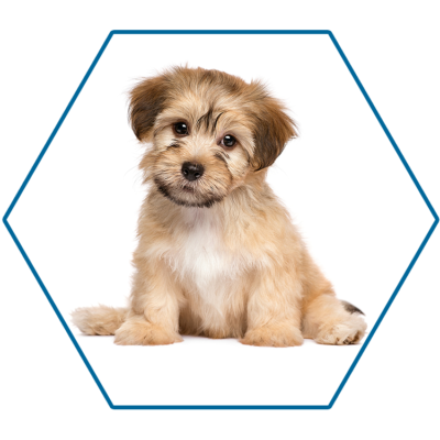 PUPPY_001 PUPPY_001