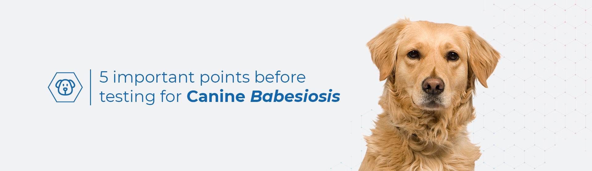 5 tips Babeosis