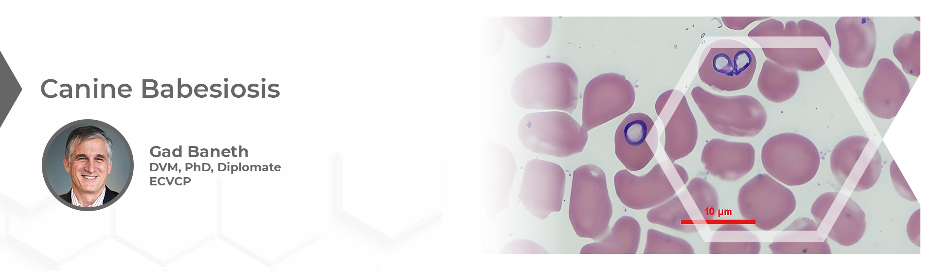 Canine Babesiosis by Prof. Gad Baneth