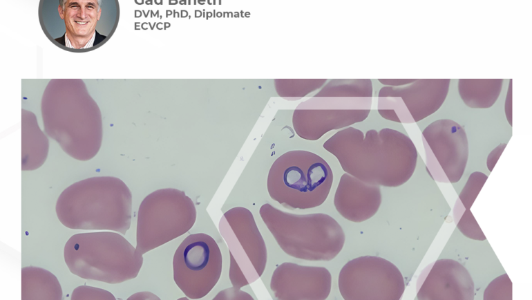 Canine Babesiosis
