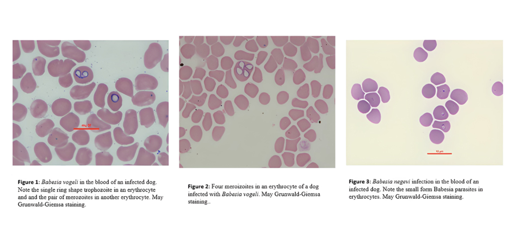 flowchart babesia