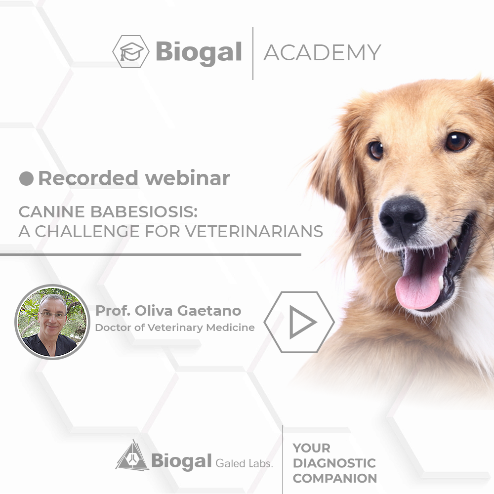 CANINE BABESIOSIS: A CHALLENGE FOR VETERINARIANS
