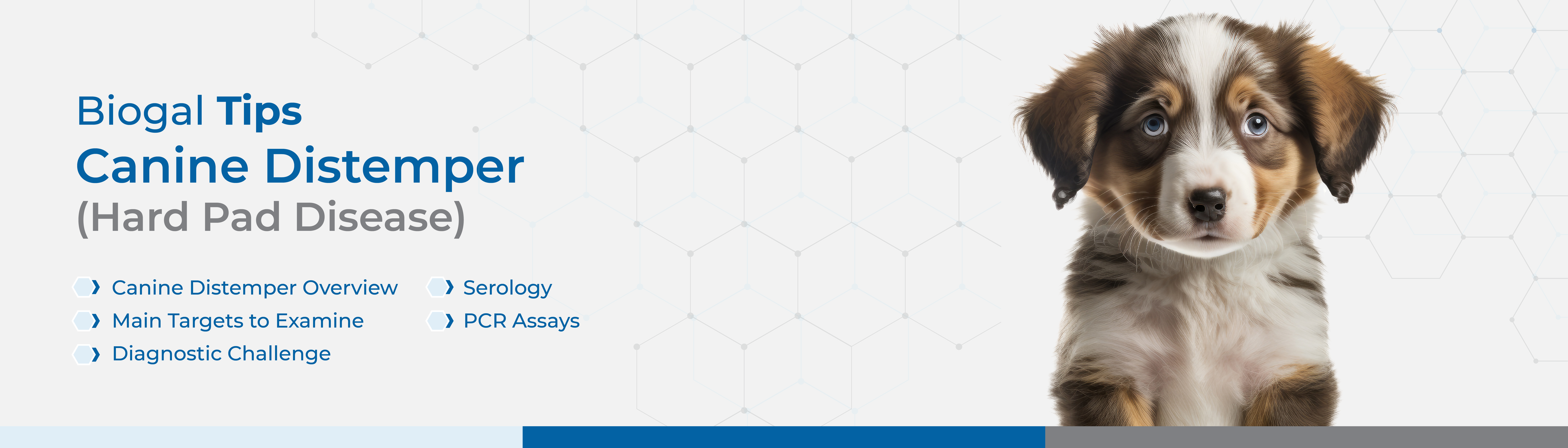 Biogal Tips Canine Distemper