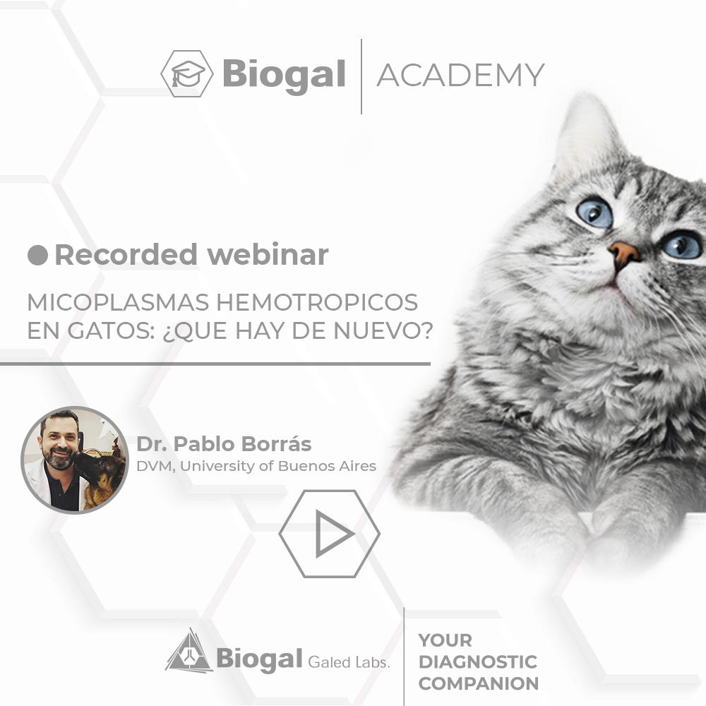 Dr Pablo Borrás - Micoplasmas hemotropicos en gatos: ¿que hay de nuevo?