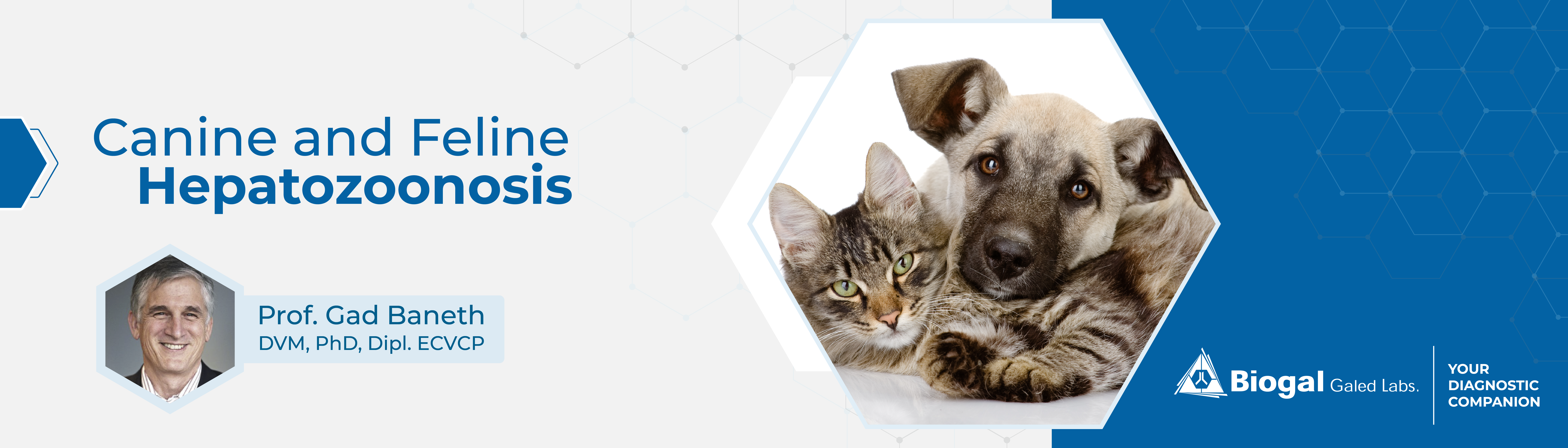 Canine and Feline Hepatozoonosis